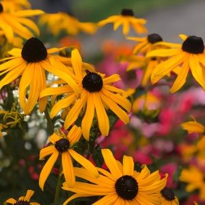 Meet your Posher, Katrina